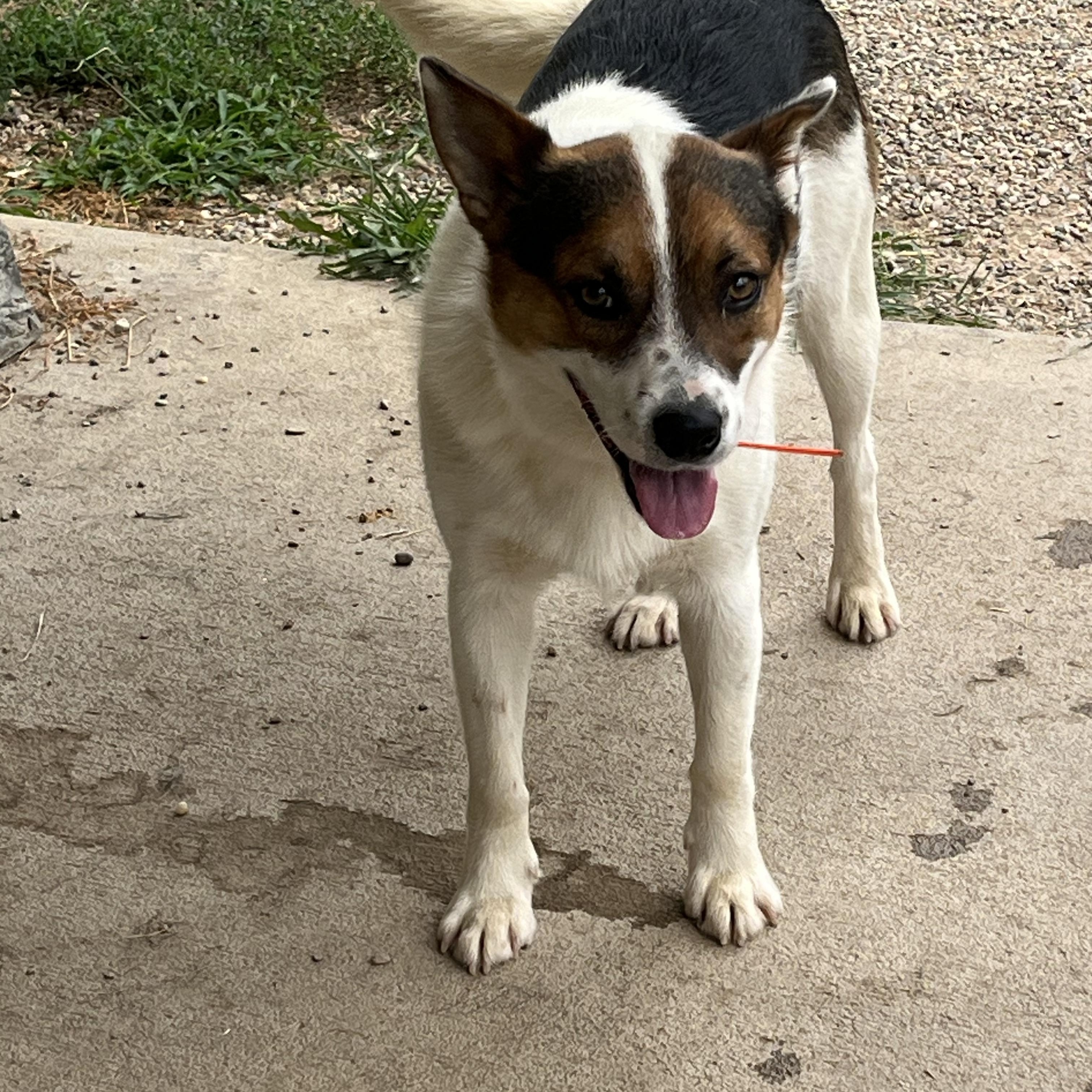 Enlarge Vosker, a ADOPTABLE mixed breed in Pomeroy, OH image 2/3