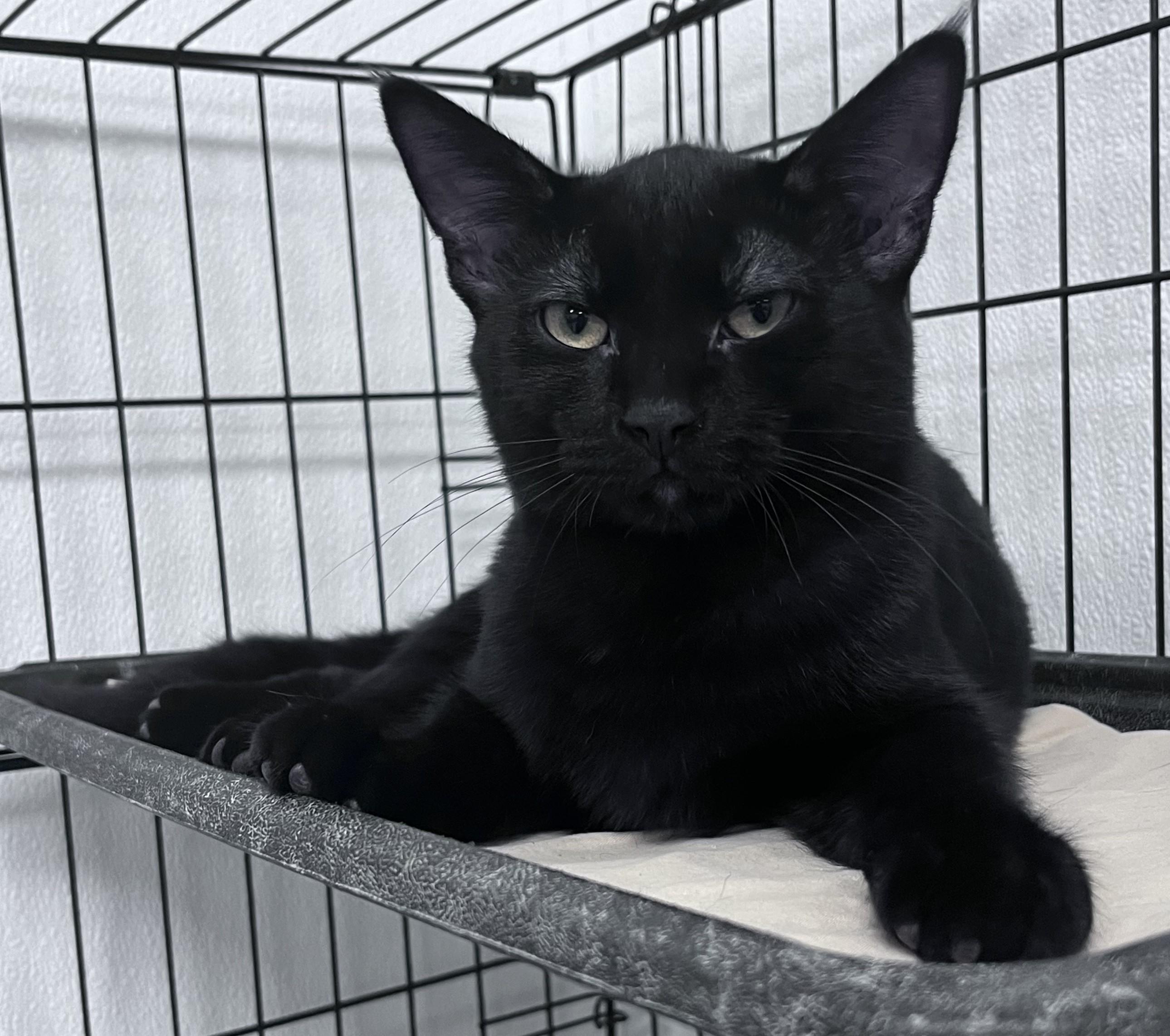 Milo, Adopted, Young Male Domestic Short Hair.