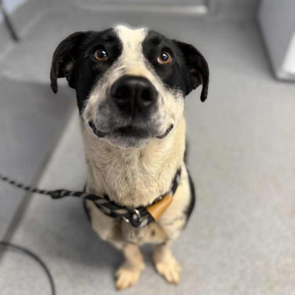 Shortcake, Adoptable, Young Female Mixed Breed.