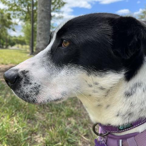 Enlarge Shortcake, a Adoptable Mixed Breed in Martinsville, VA image 2/6