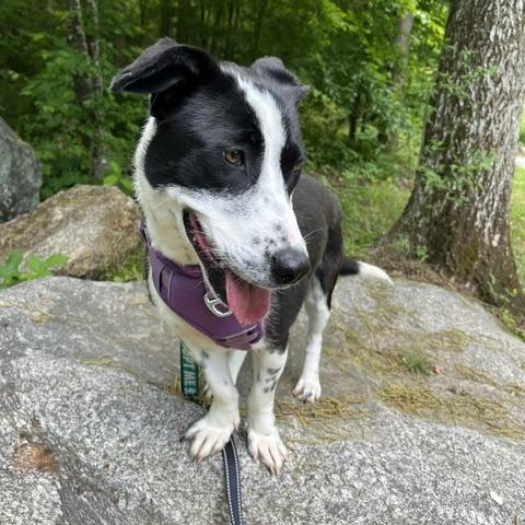 Enlarge Shortcake, a Adoptable Mixed Breed in Martinsville, VA image 3/6