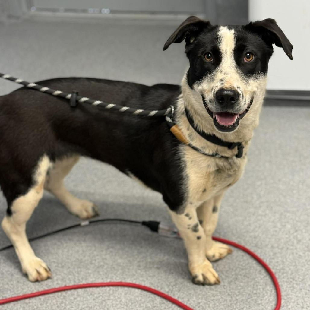 Enlarge Shortcake, a Adoptable Mixed Breed in Martinsville, VA image 4/6