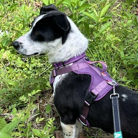 Enlarge Shortcake, a Adoptable Mixed Breed in Martinsville, VA image 5/6