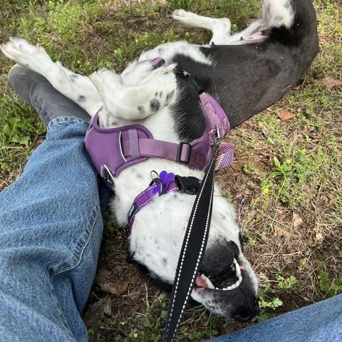 Enlarge Shortcake, a Adoptable Mixed Breed in Martinsville, VA image 6/6