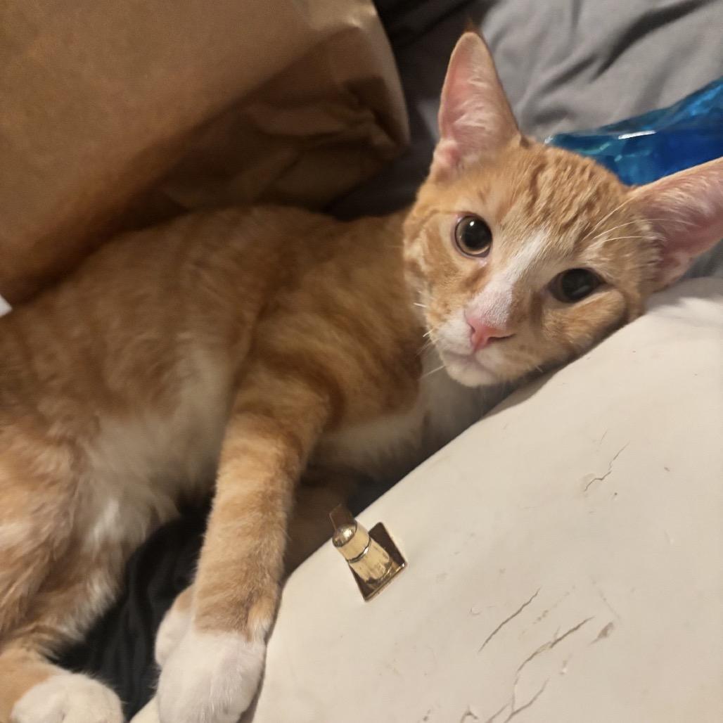 Anakin, Adoptable, Young Male Domestic Short Hair.