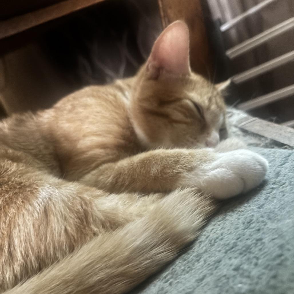 Enlarge Anakin, a Adoptable Domestic Short Hair in Calimesa, CA image 2/6