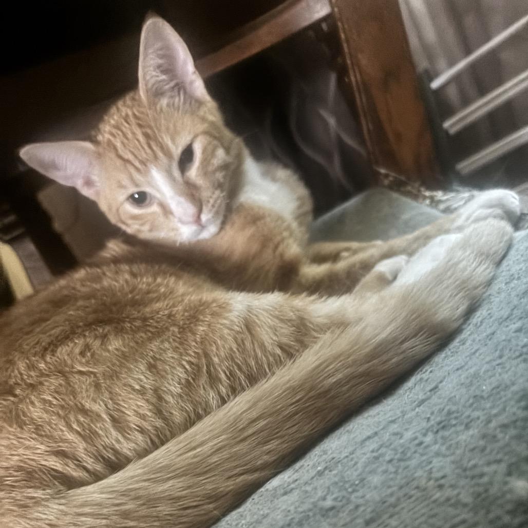 Enlarge Anakin, a Adoptable Domestic Short Hair in Calimesa, CA image 3/6