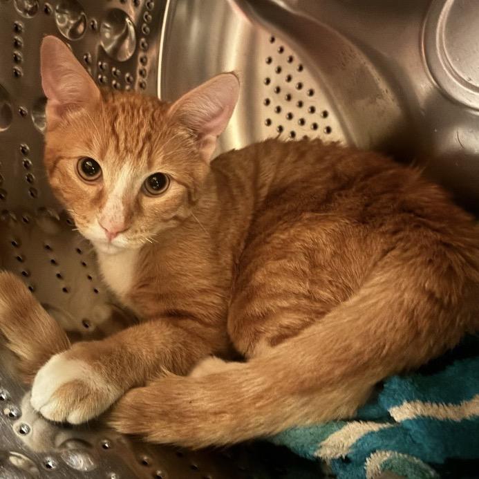 Enlarge Anakin, a Adoptable Domestic Short Hair in Calimesa, CA image 4/6