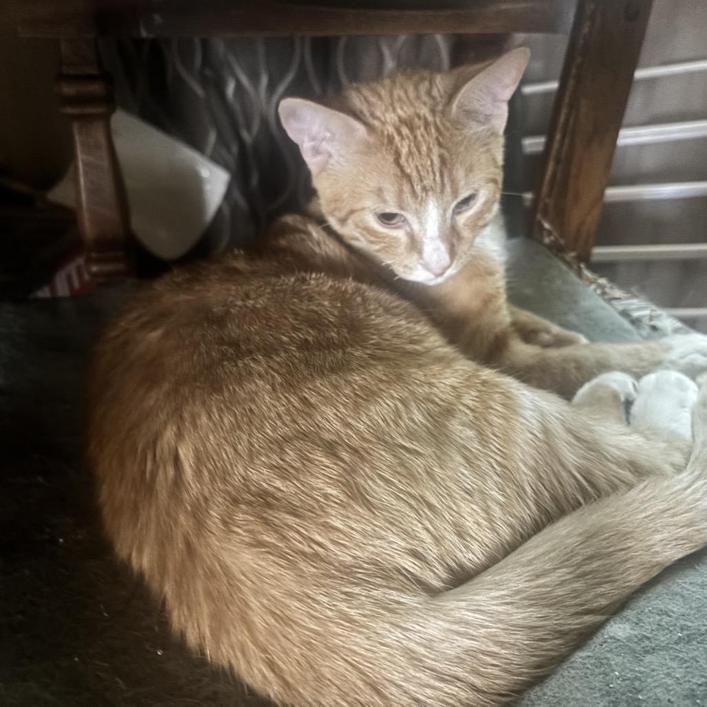 Enlarge Anakin, a Adoptable Domestic Short Hair in Calimesa, CA image 5/6