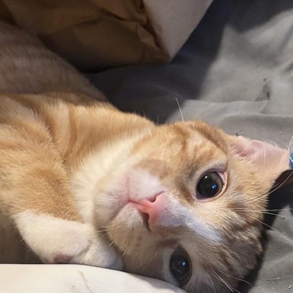 Enlarge Anakin, a Adoptable Domestic Short Hair in Calimesa, CA image 6/6
