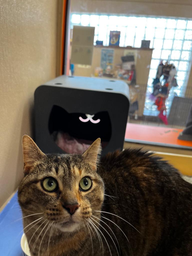 Faith, Adoptable, Adult Female Domestic Short Hair.