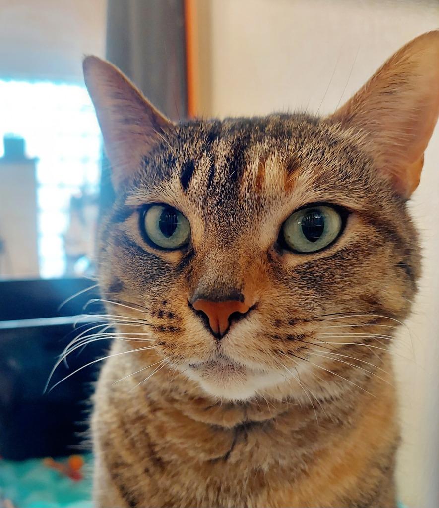 Faith, a Adoptable Domestic Short Hair in Utica, MI image 2/2