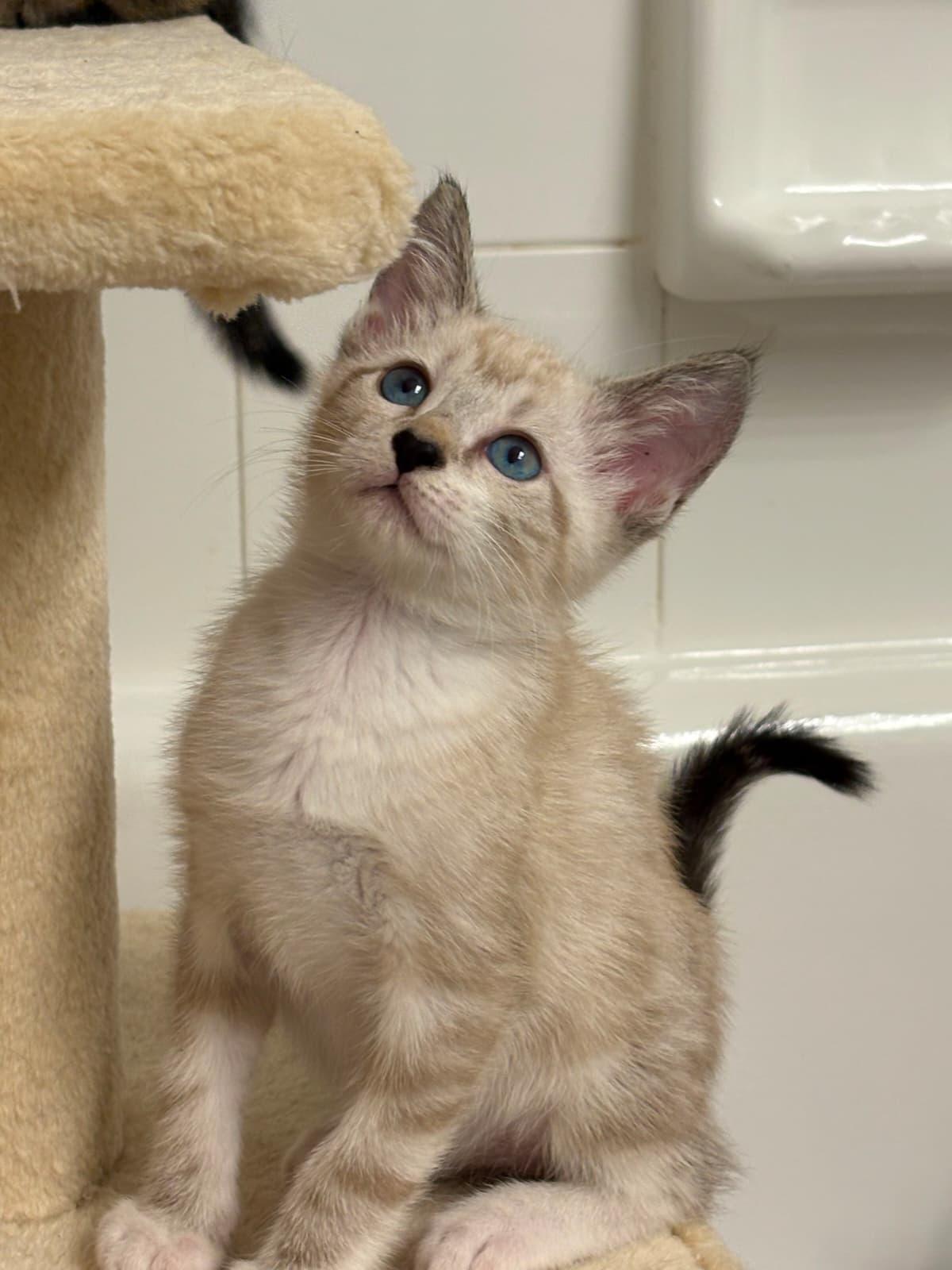Snowy, adopted, Kitten Male Siamese.