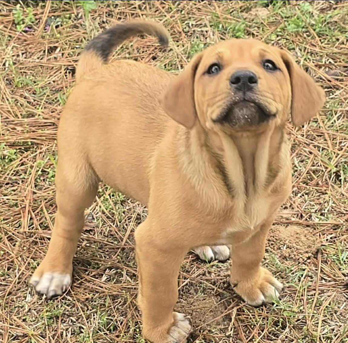 Gummy Bear — thumbnail 3