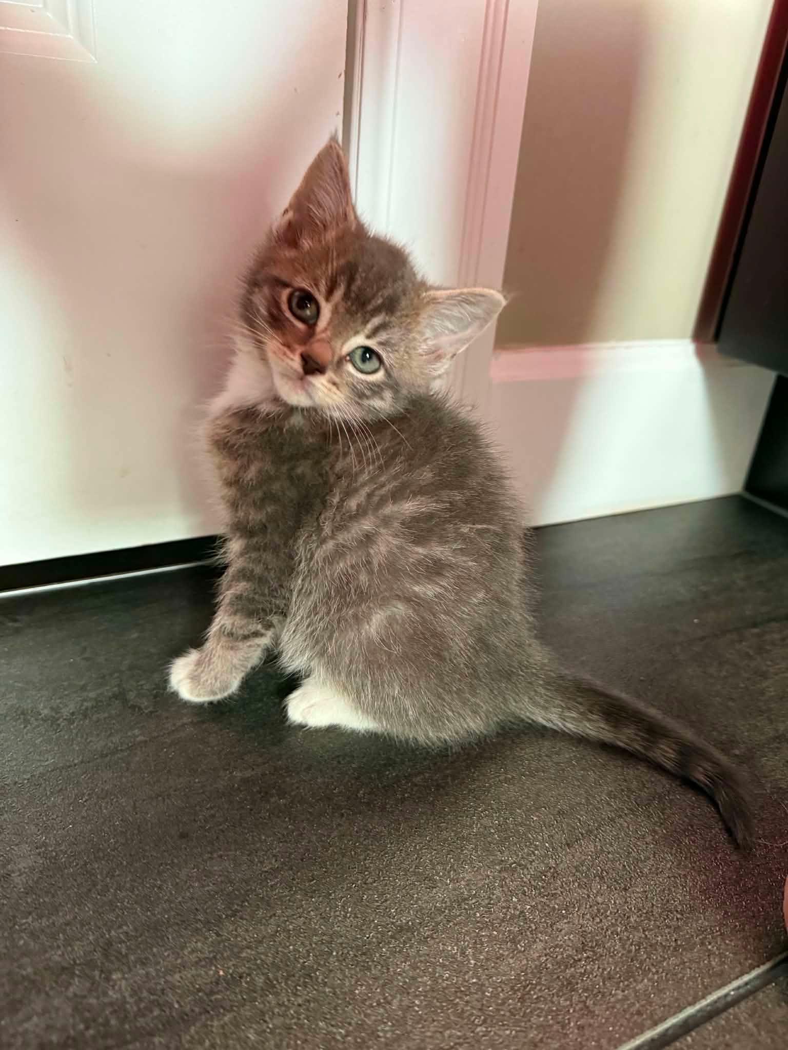 Linus, ADOPTABLE, Kitten Male Domestic Short Hair.