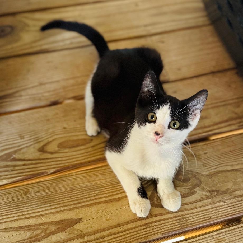 Saturn, Adoptable, Young Male Domestic Short Hair.