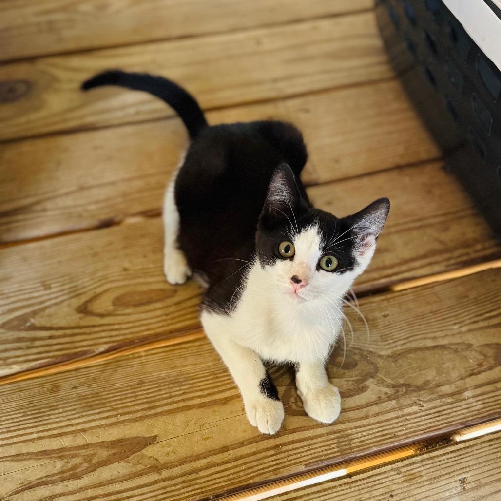 Enlarge Saturn, a Adoptable Domestic Short Hair in Brownsboro, AL image 1/2