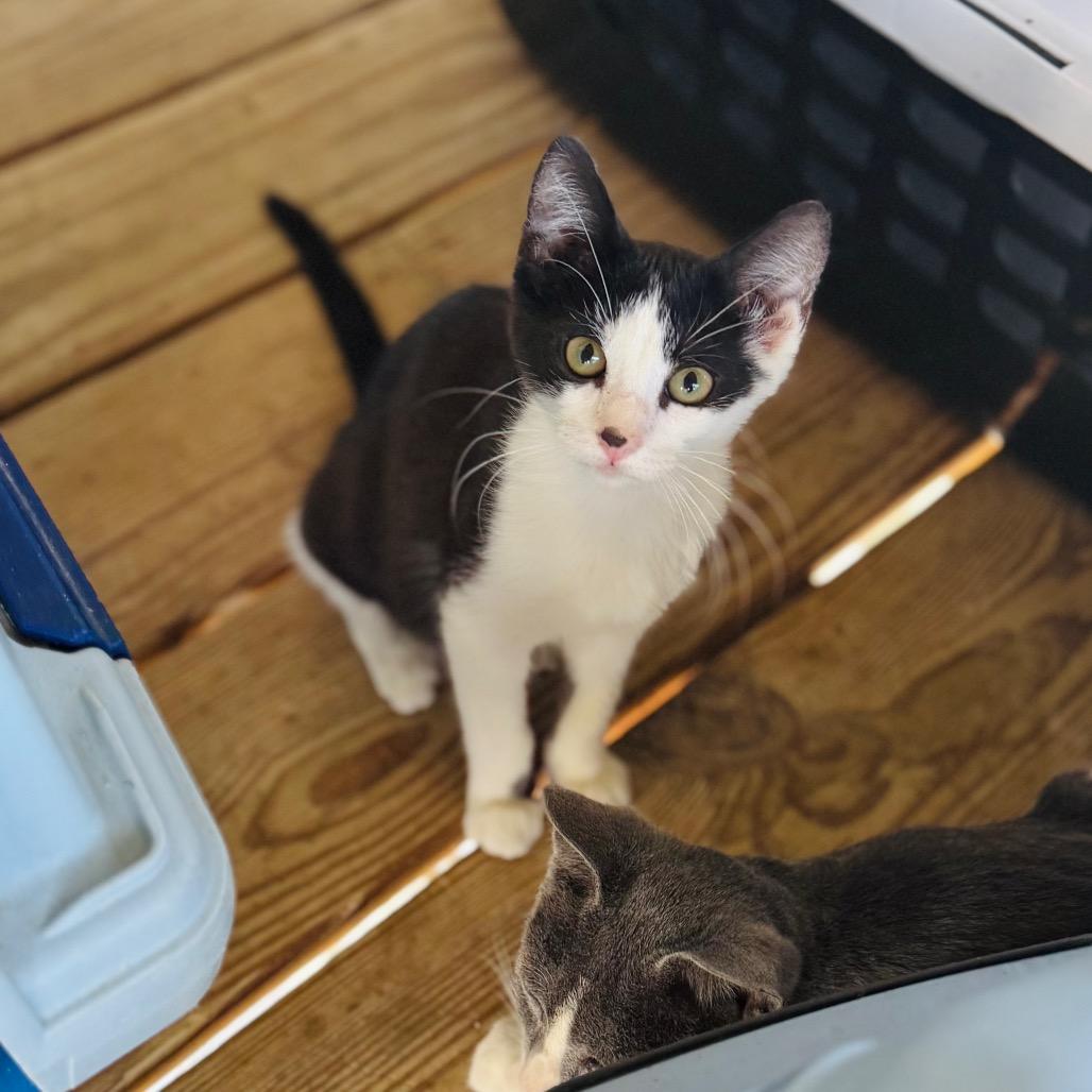 Enlarge Saturn, a Adoptable Domestic Short Hair in Brownsboro, AL image 2/2