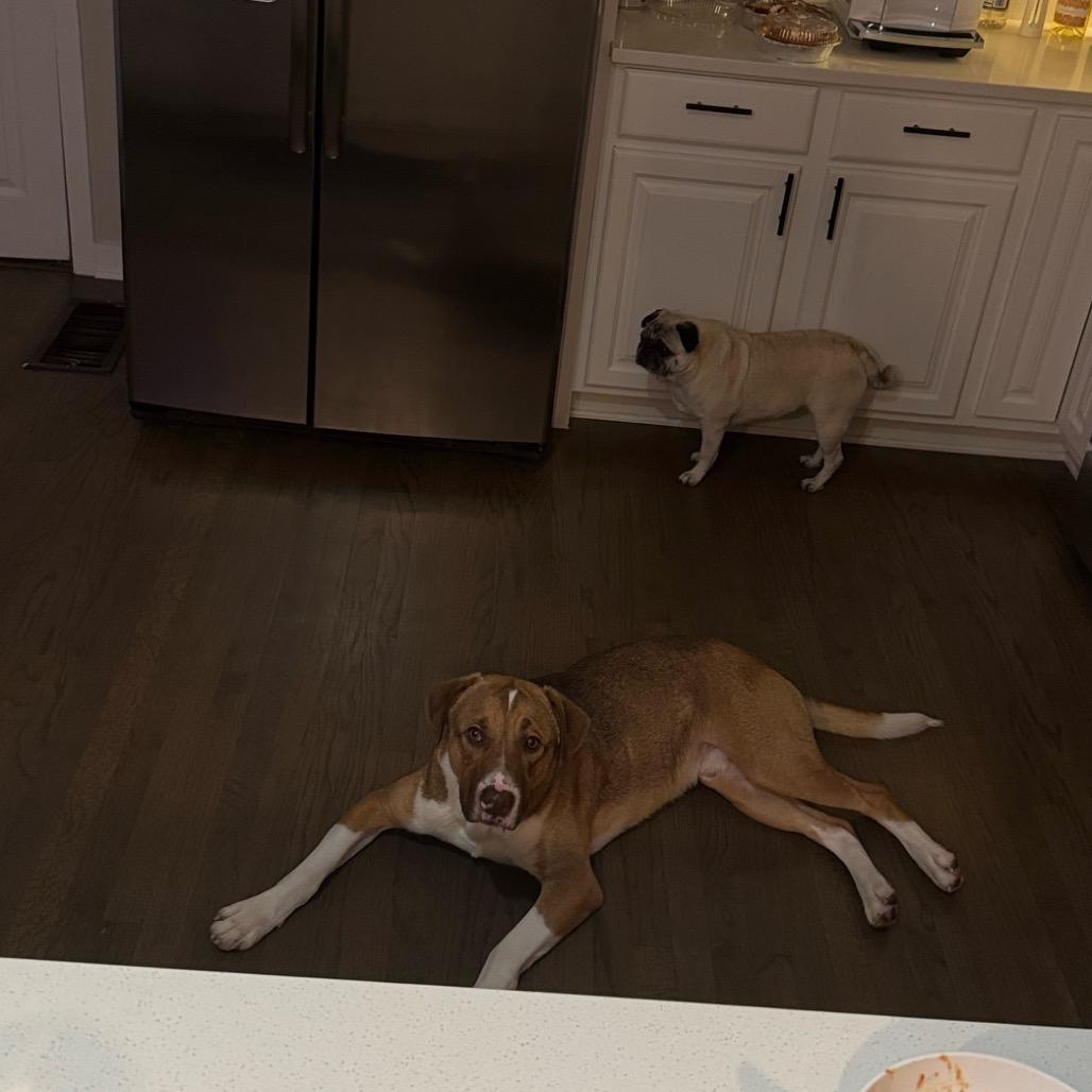 Hopper 21332 — thumbnail 4