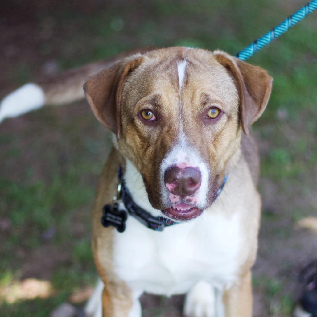 Hopper 21332 — thumbnail 6