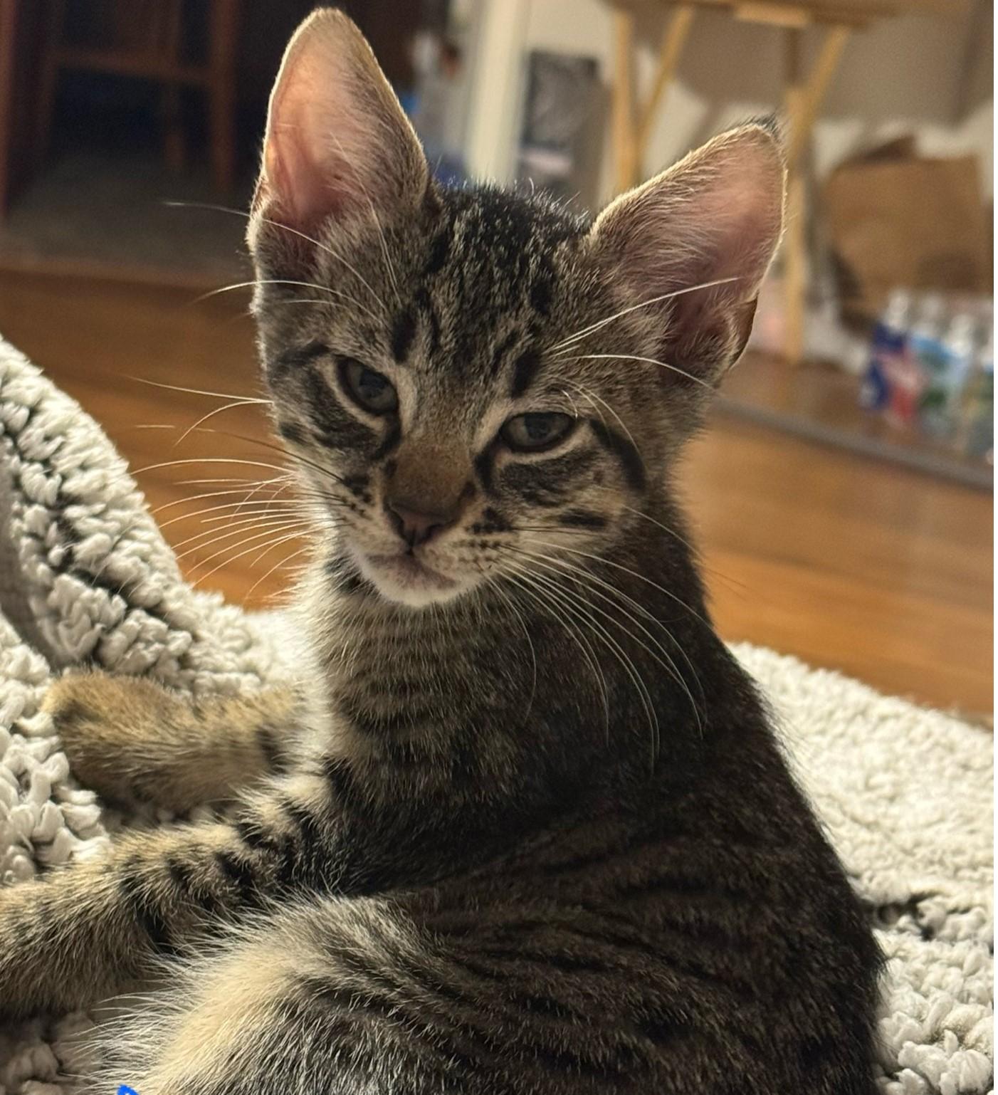 Max, Adoptable, Kitten Male Tabby.