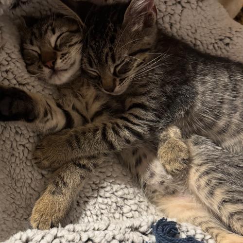 Max, a Adoptable Tabby in Paulina, LA image 2/2