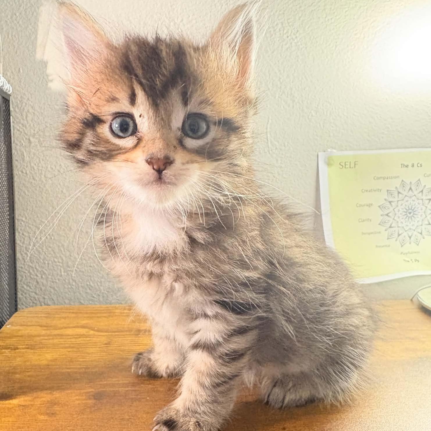 Sardine, a ADOPTABLE Domestic Medium Hair in Milwaukee, WI image 2/6