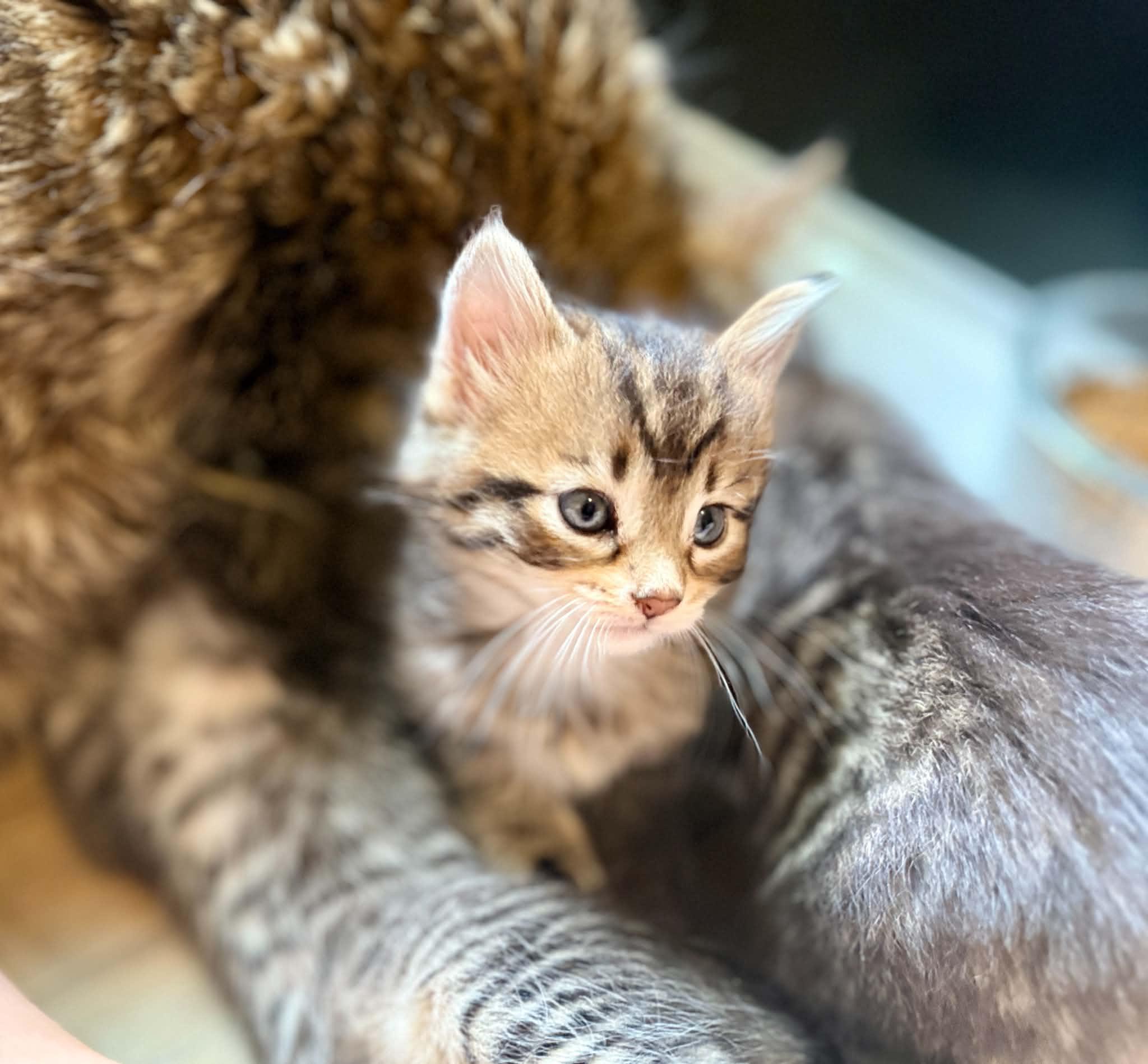 Sardine, a ADOPTABLE Domestic Medium Hair in Milwaukee, WI image 4/6