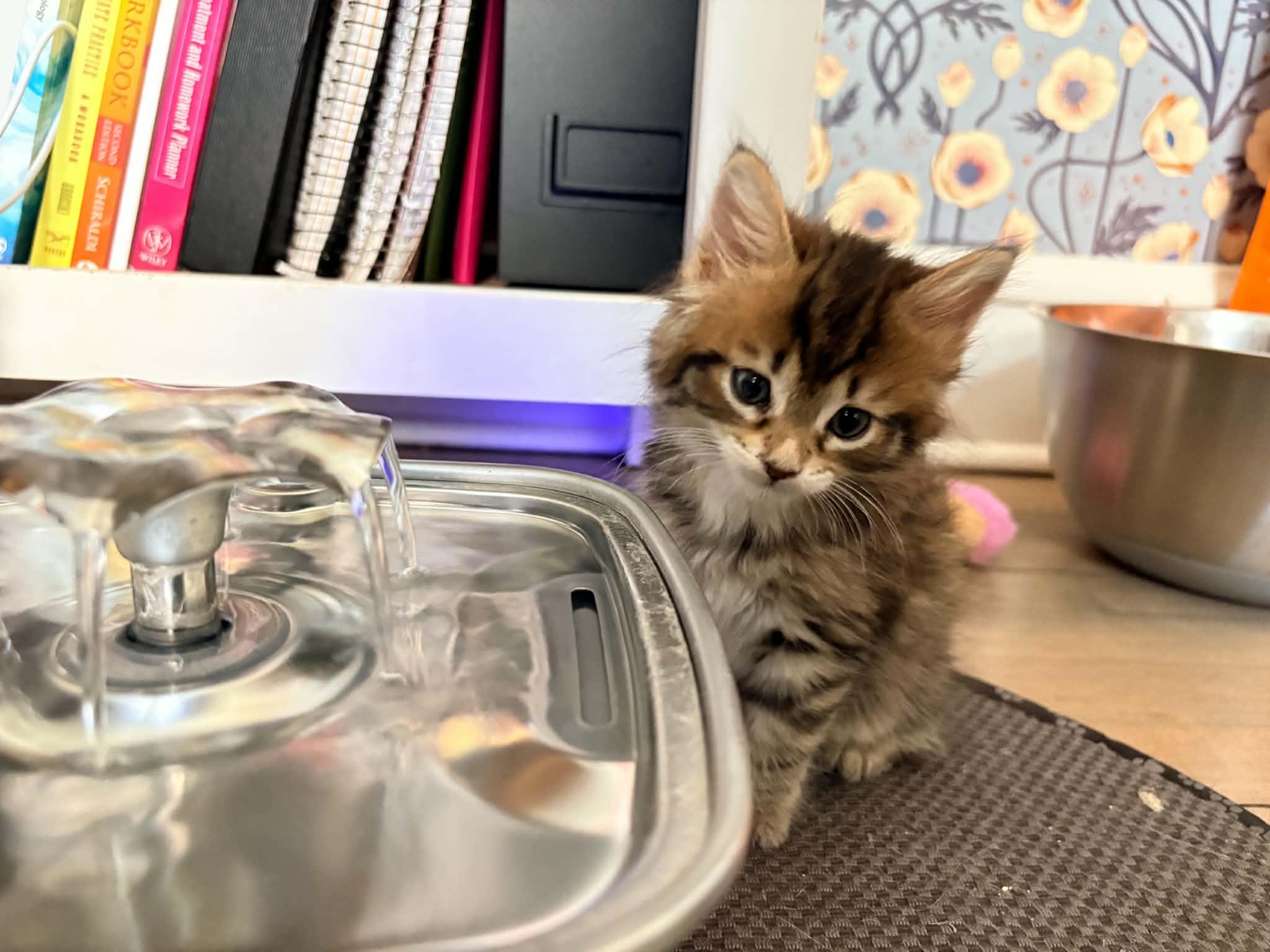 Sardine, a ADOPTABLE Domestic Medium Hair in Milwaukee, WI image 3/6