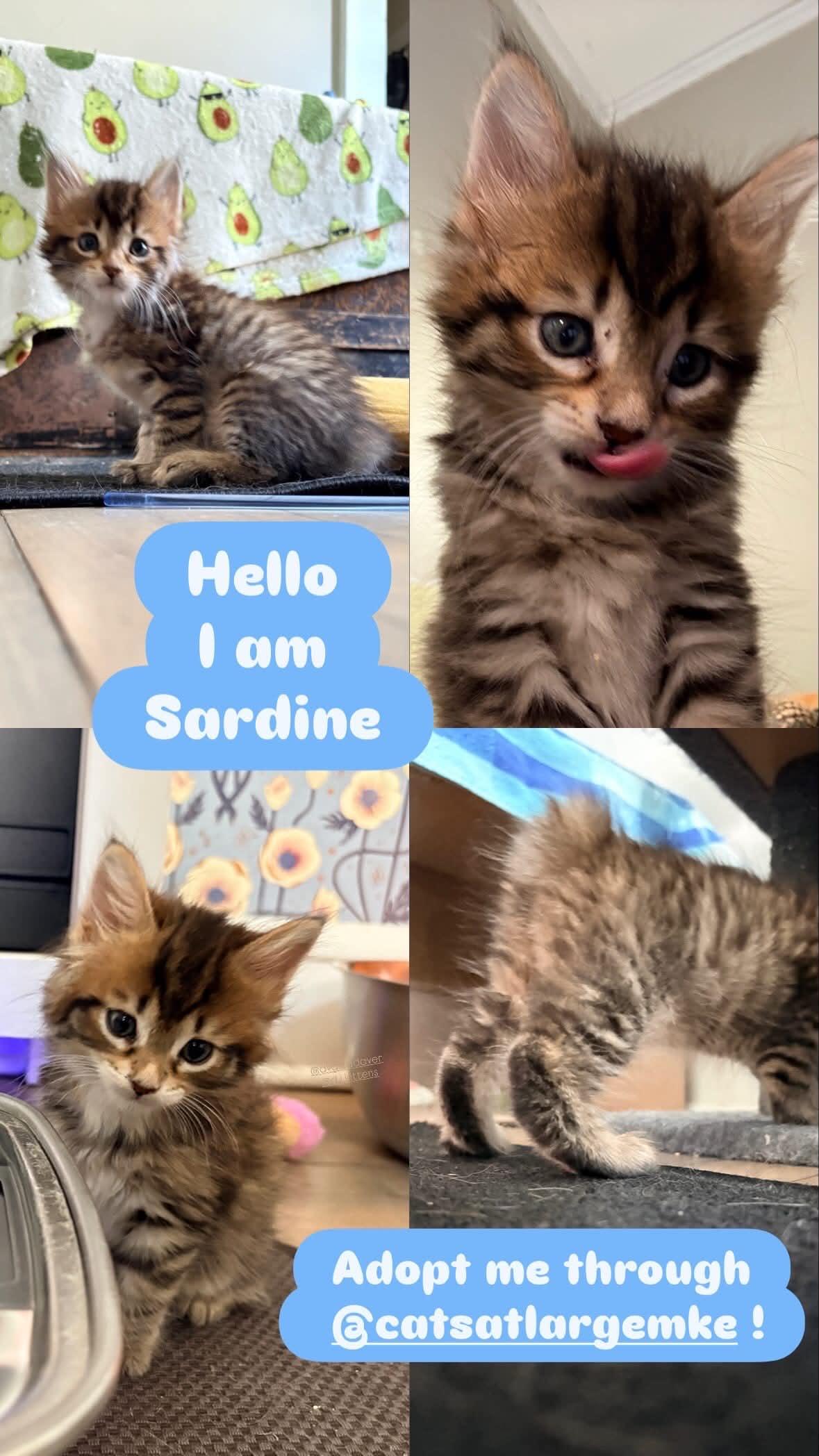 Sardine, a ADOPTABLE Domestic Medium Hair in Milwaukee, WI image 6/6