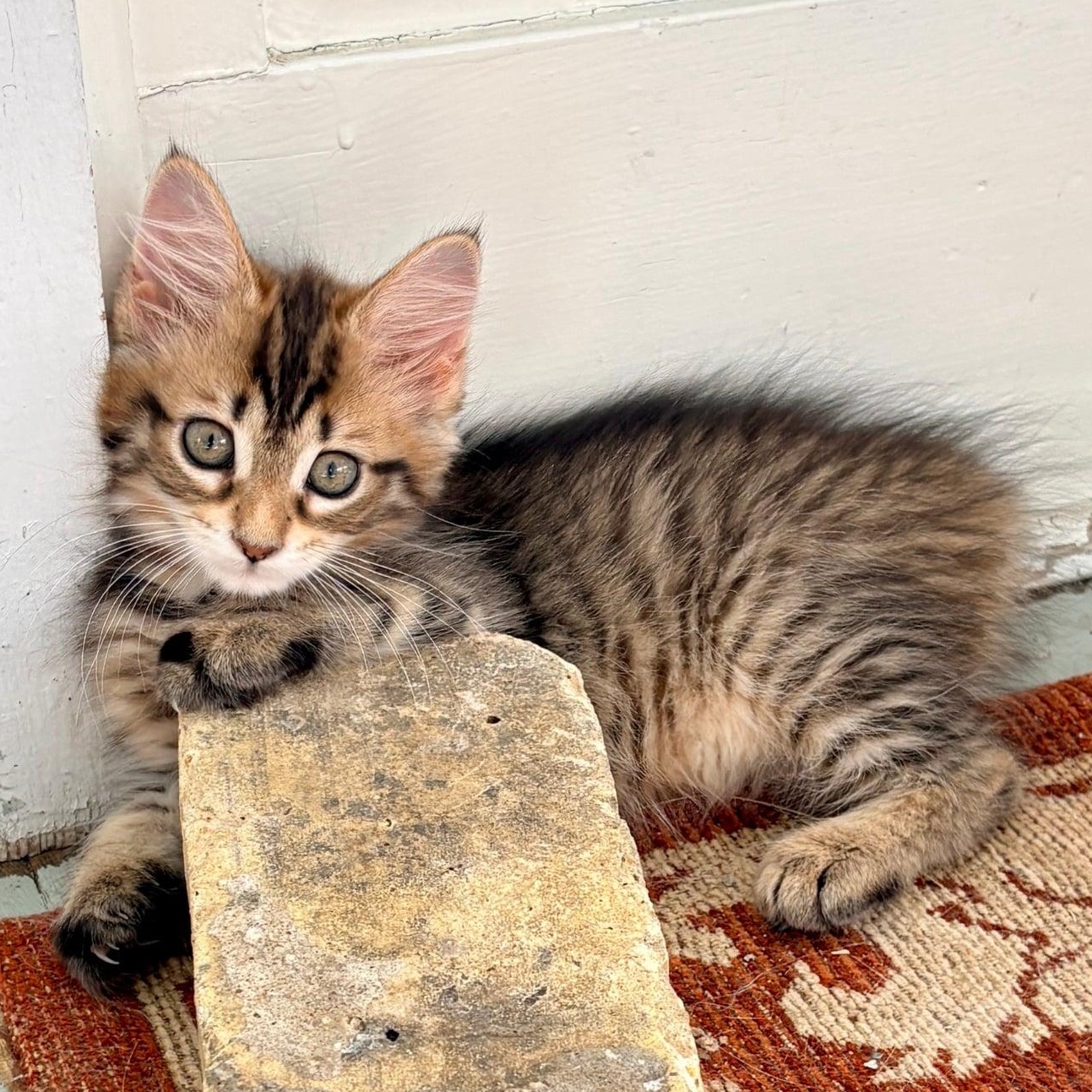 Sardine, ADOPTABLE, Kitten Female Domestic Medium Hair.