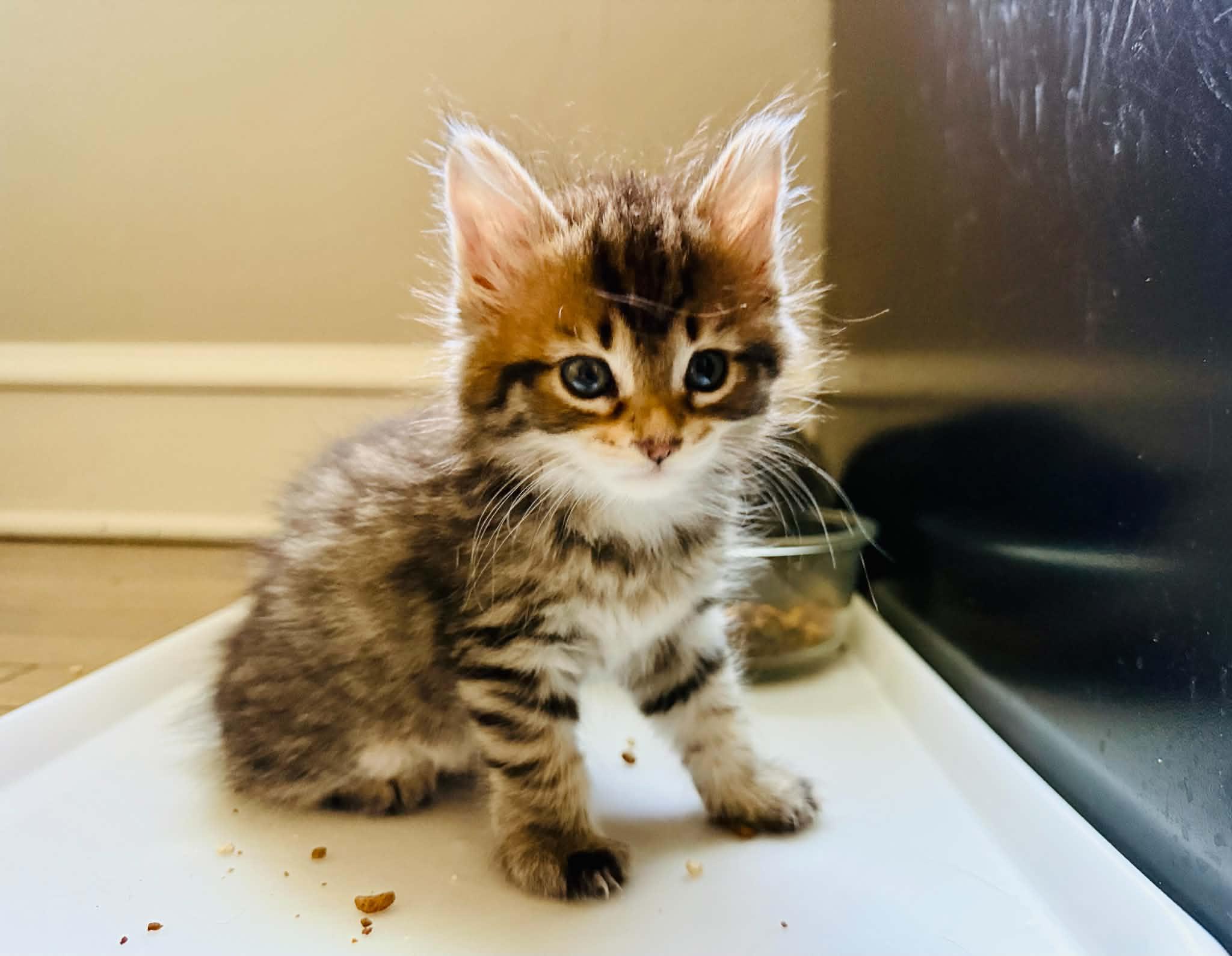 Sardine, a ADOPTABLE Domestic Medium Hair in Milwaukee, WI image 5/6