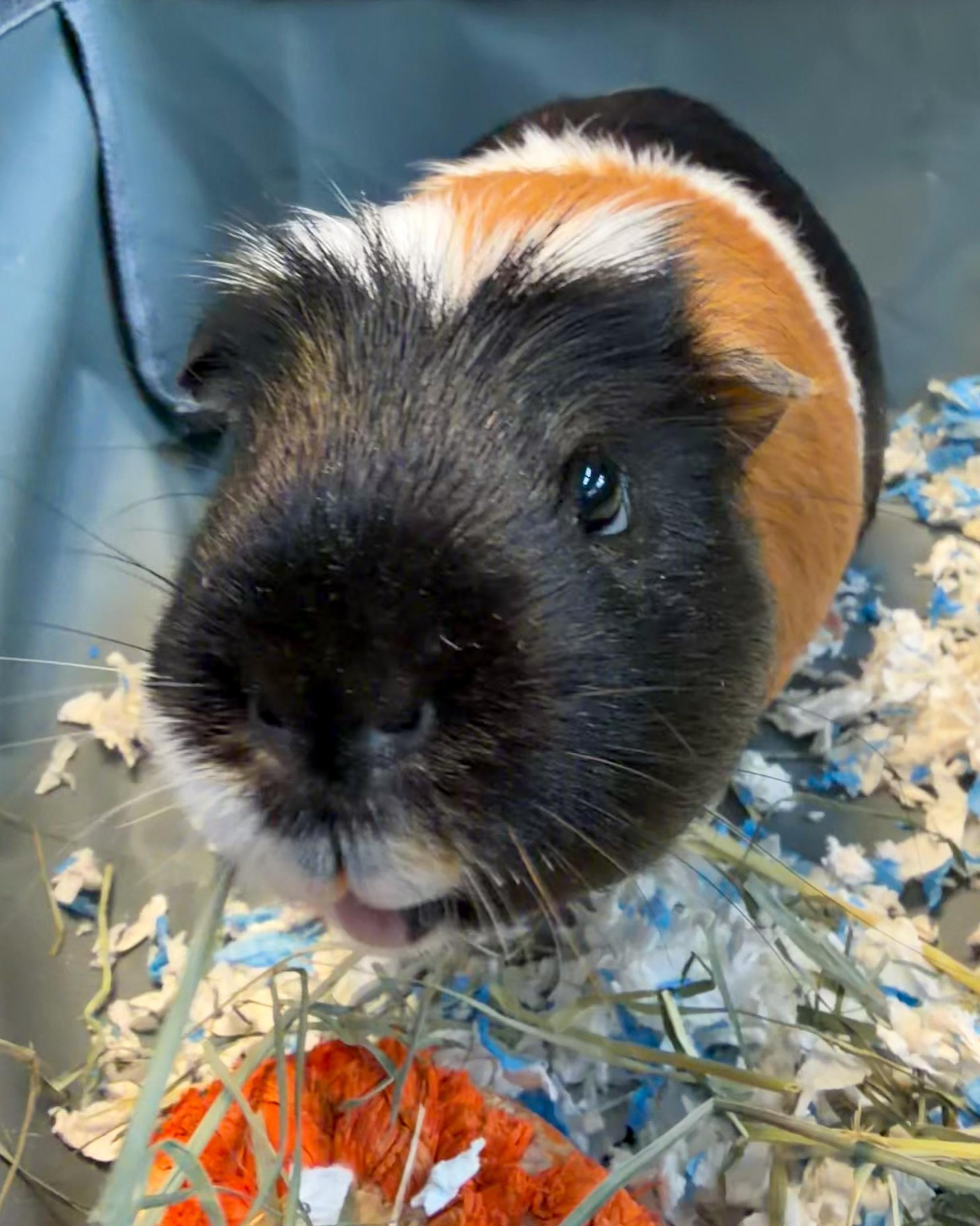 Pumpkin, an adopted mixed breed in Scituate, MA image 2/5