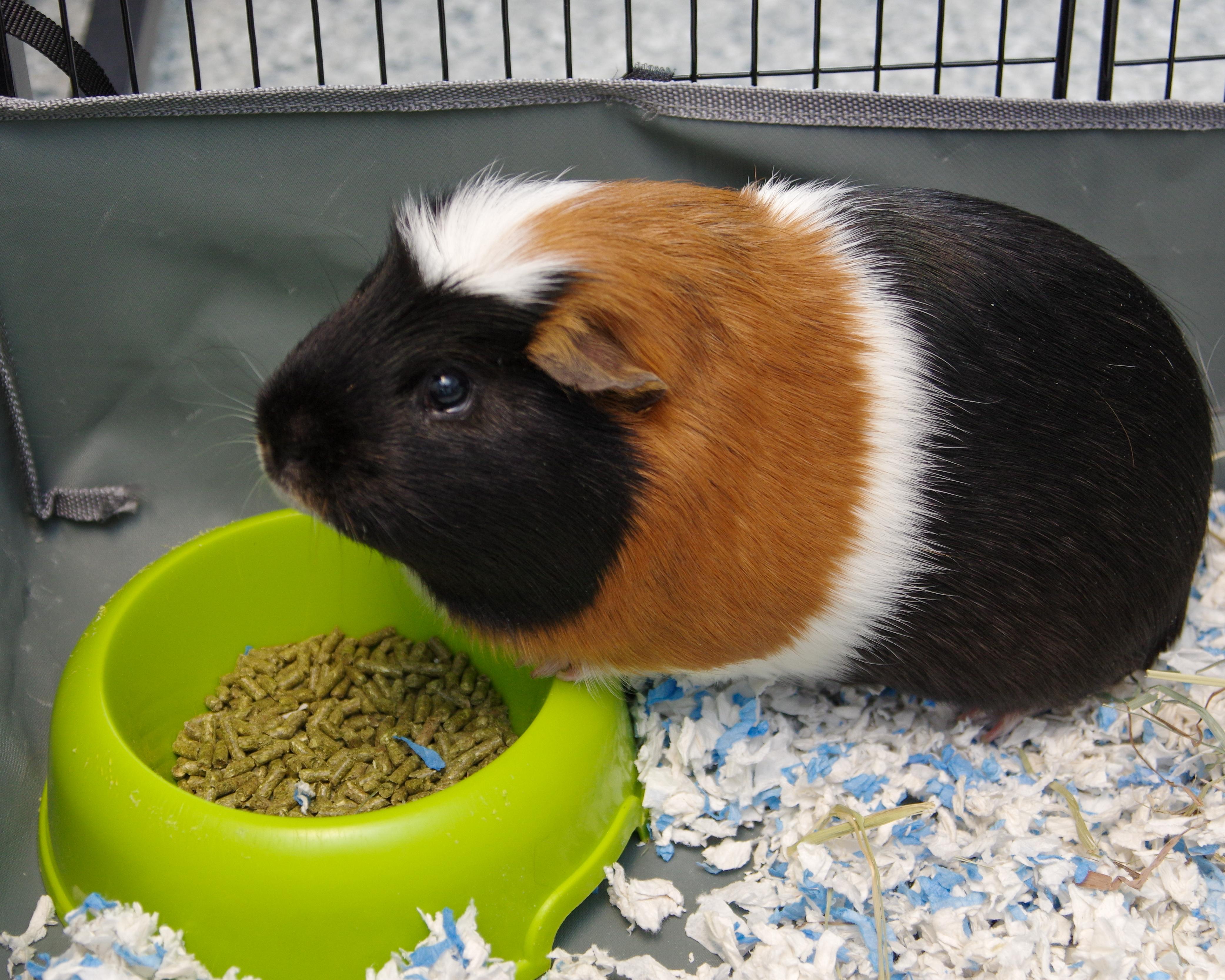 Pumpkin, an adopted mixed breed in Scituate, MA image 4/5