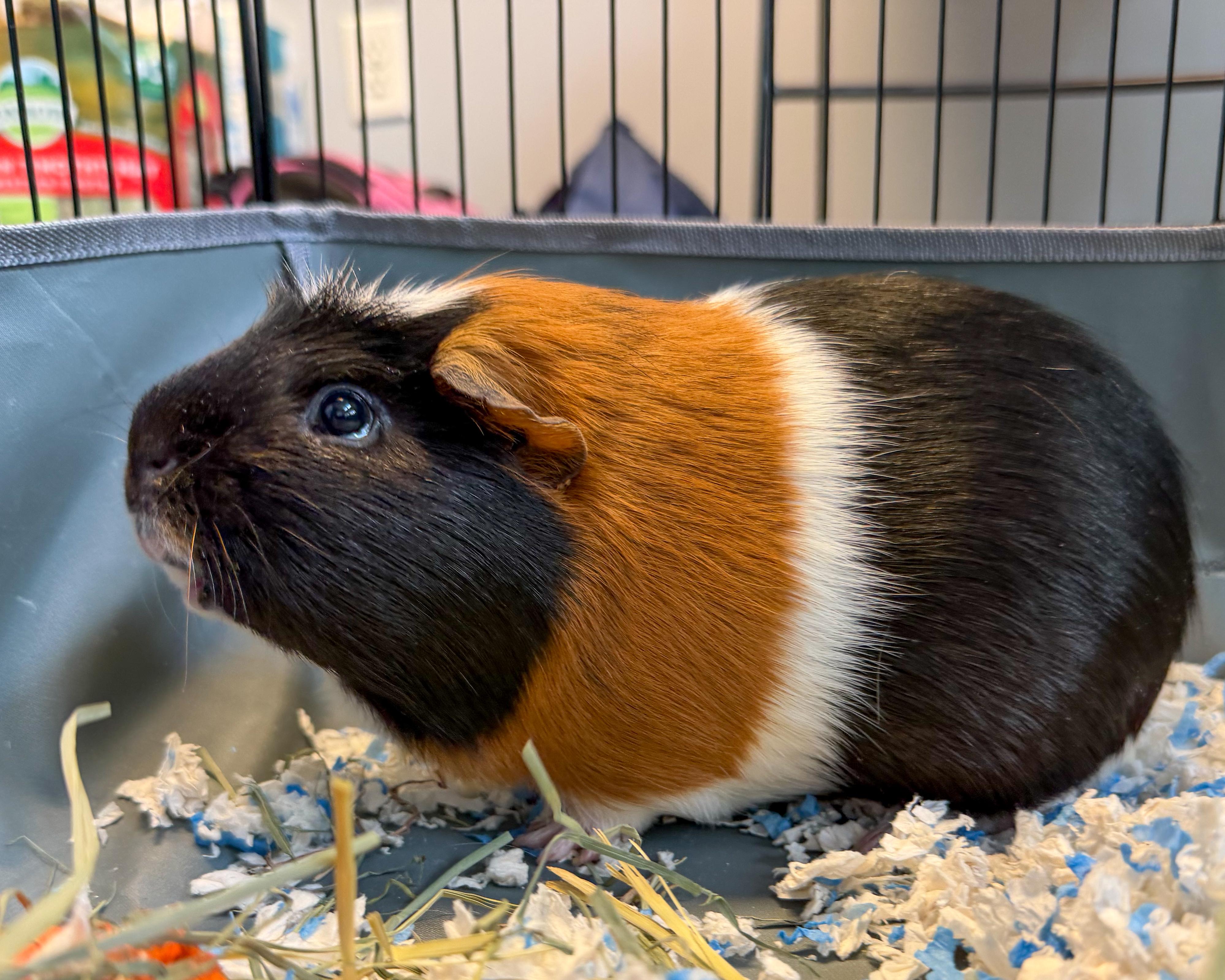 Pumpkin, an adopted mixed breed in Scituate, MA image 1/5