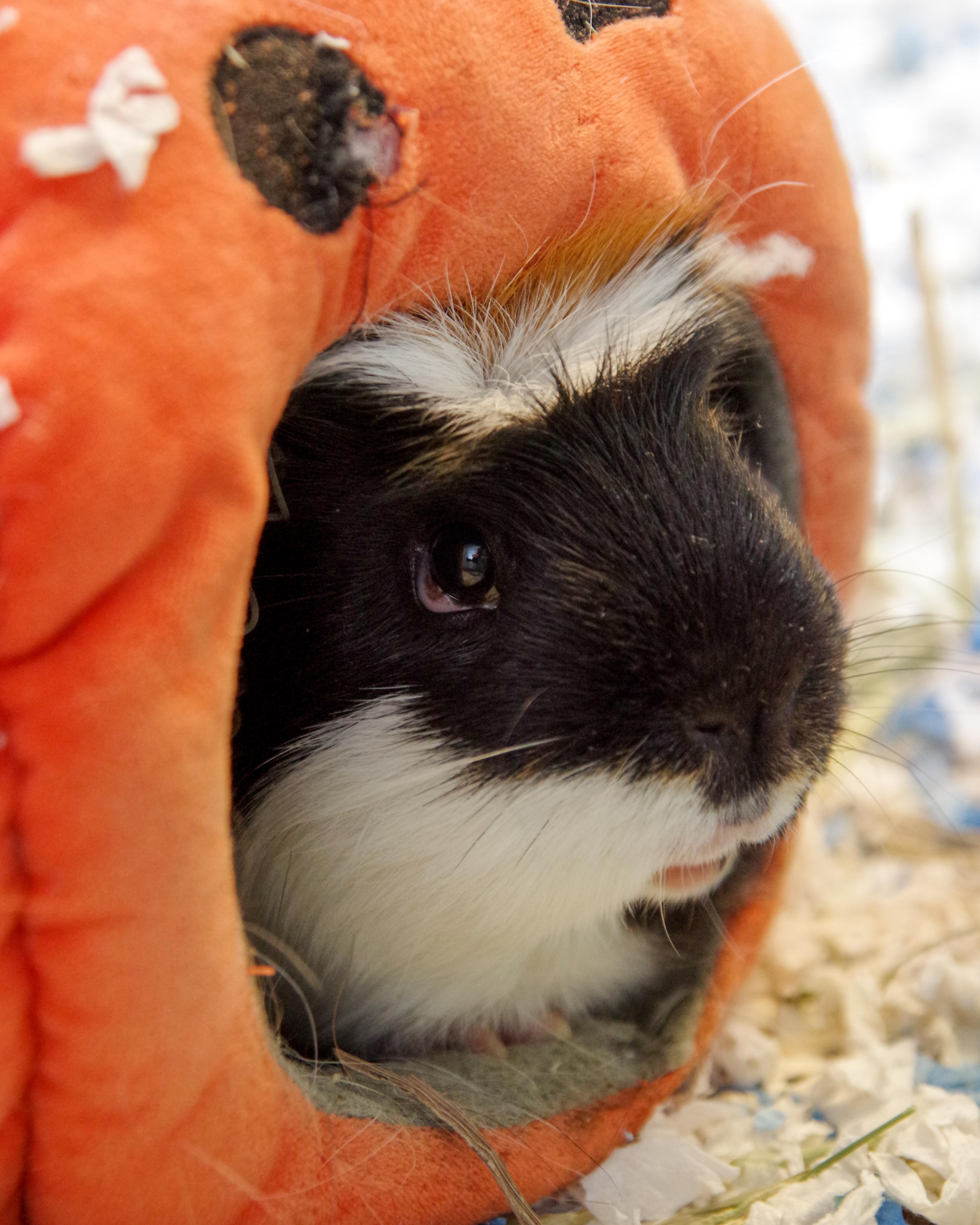Pumpkin, an adopted mixed breed in Scituate, MA image 5/5
