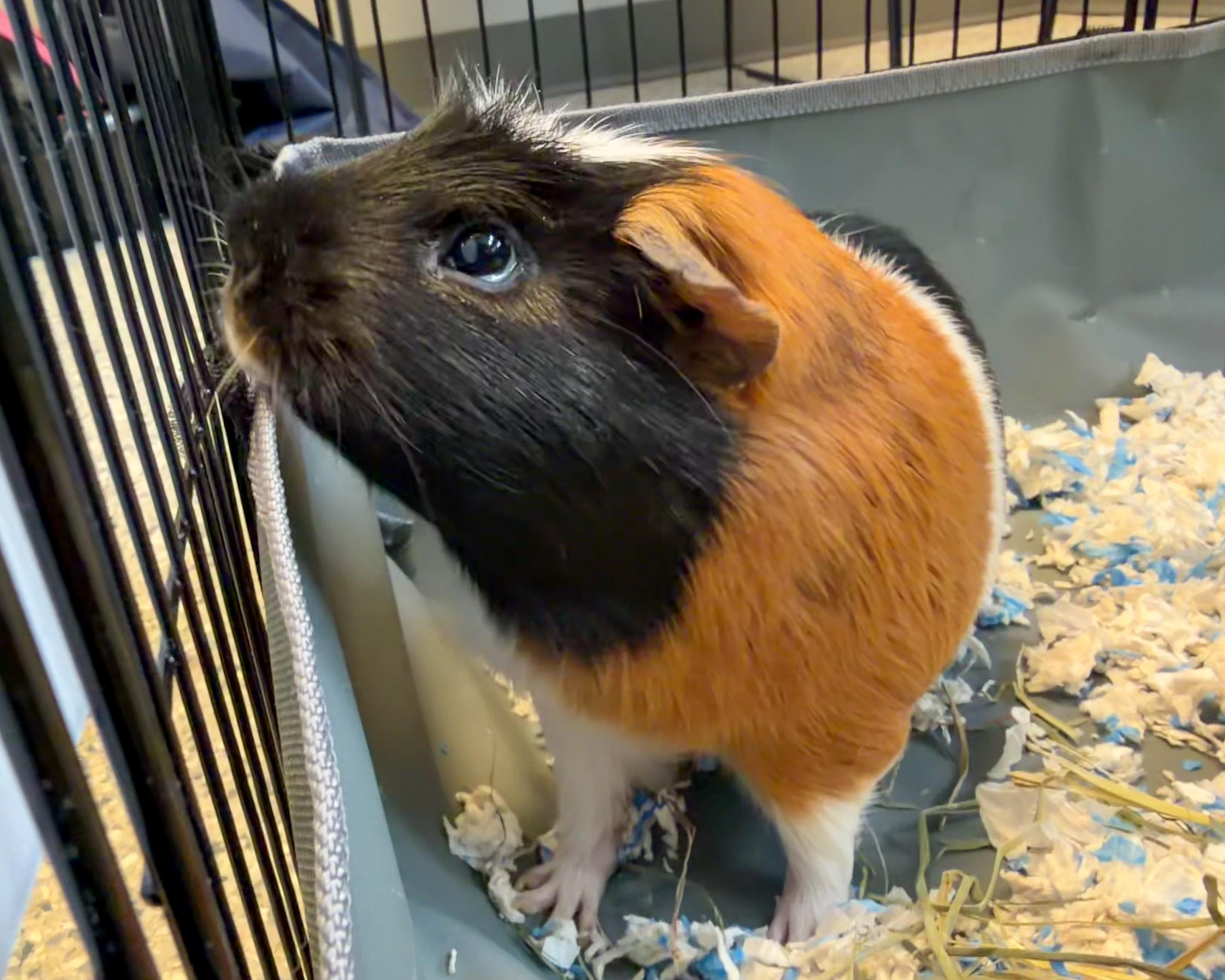 Pumpkin, an adopted mixed breed in Scituate, MA image 3/5