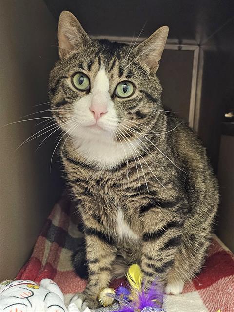DR. STRANGE, Adoptable, Adult Male Domestic Short Hair.