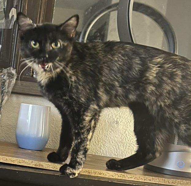 Enlarge Gabby, a ADOPTABLE Domestic Short Hair in Anchorage, AK image 1/1