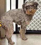 Enlarge Norman, a Adoptable mixed breed in Portsmouth, OH image 2/2