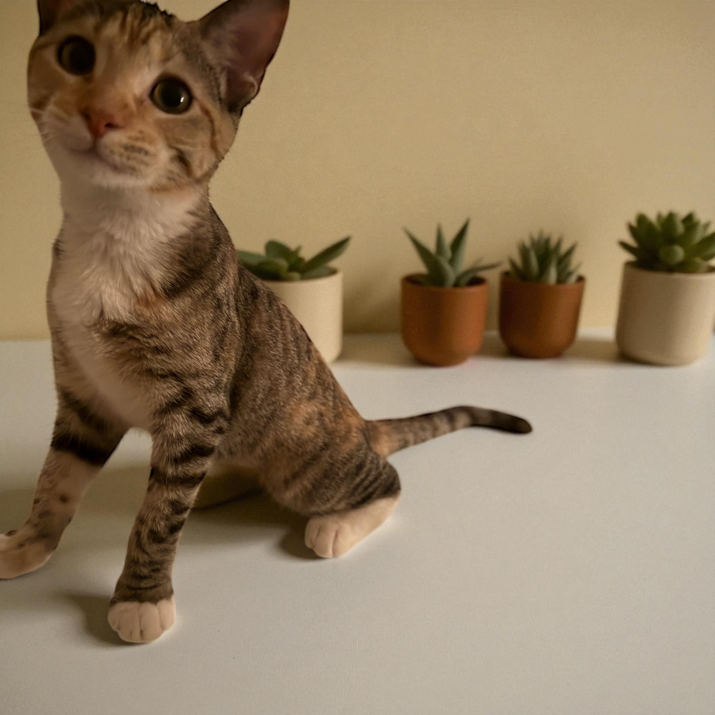 Turkey, Adopted, Kitten Female American Shorthair.