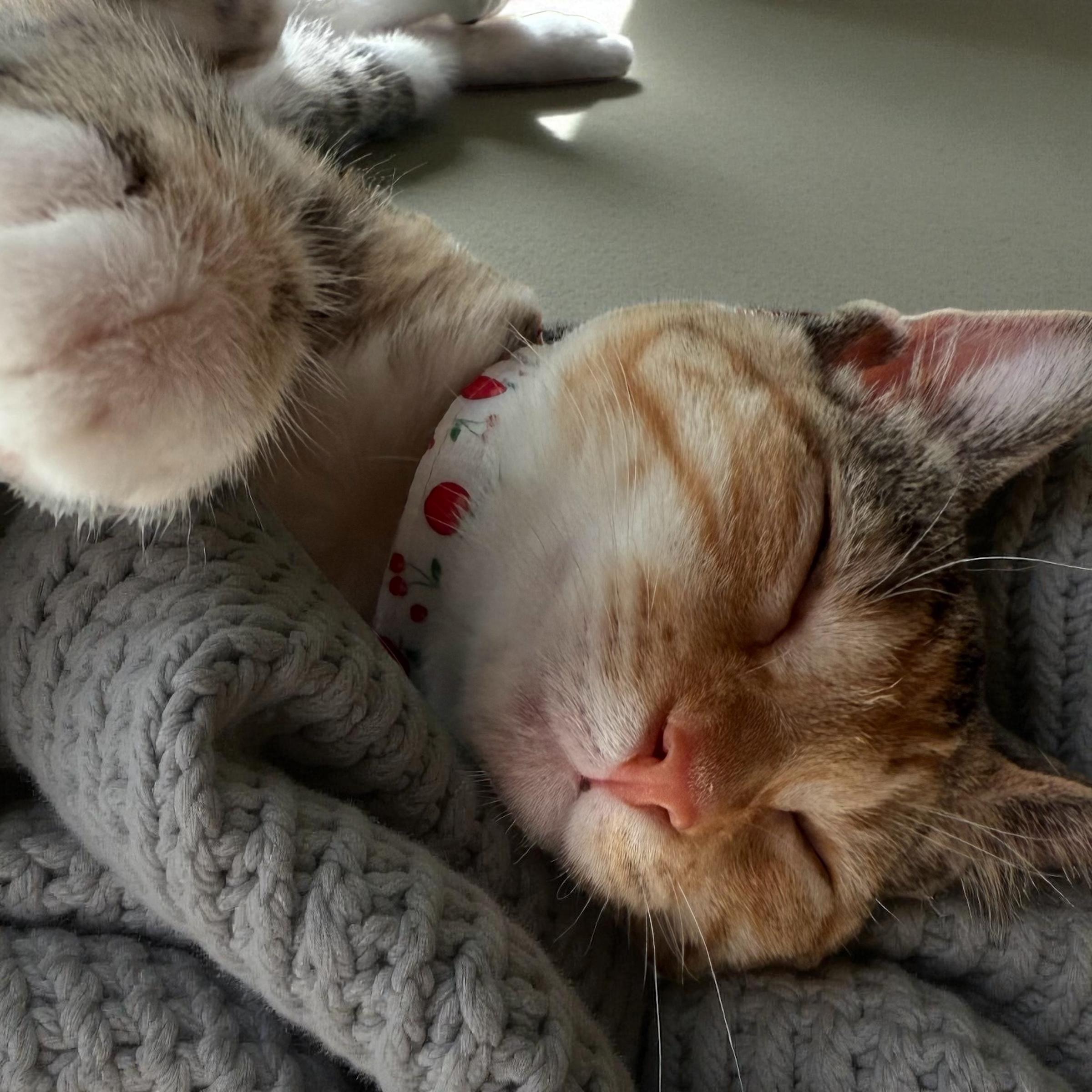 Turkey, a Adopted American Shorthair in Cypress, TX image 2/4