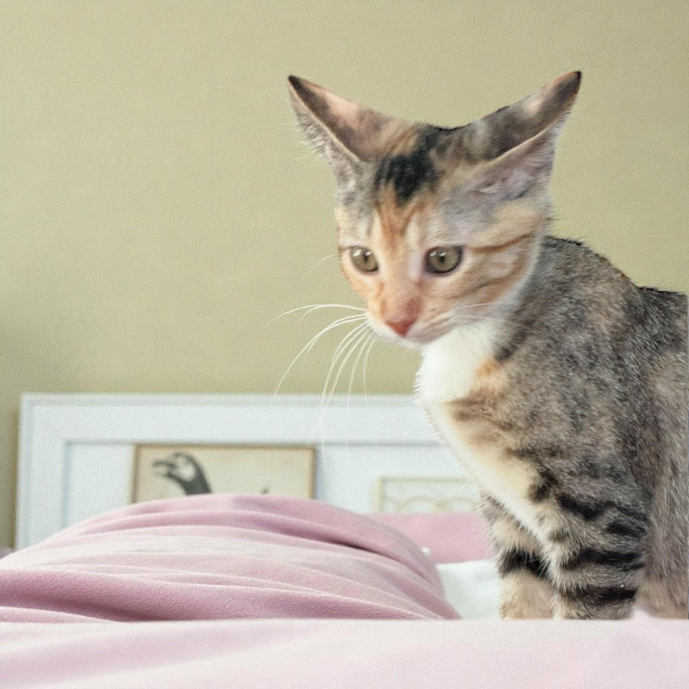 Turkey, a Adopted American Shorthair in Cypress, TX image 3/4