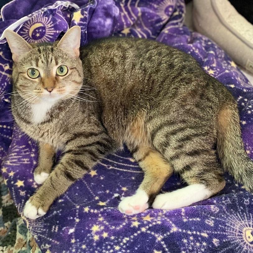 Enlarge Letty, a Adoptable Domestic Short Hair in Goshen, IN image 1/1