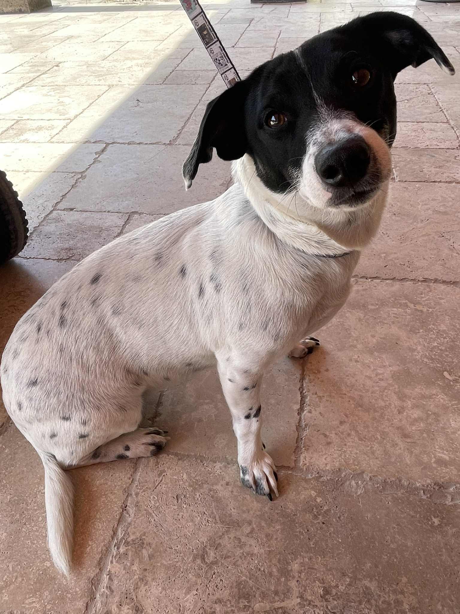 Coco Rosie thumbnail 5