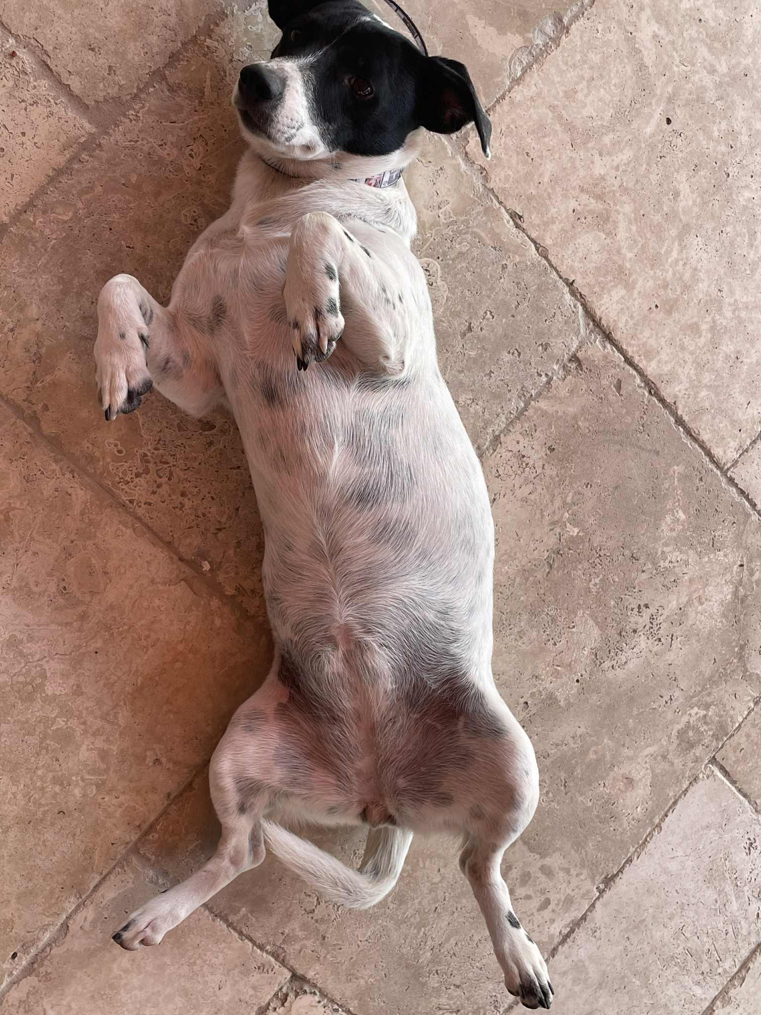 Coco Rosie thumbnail 3