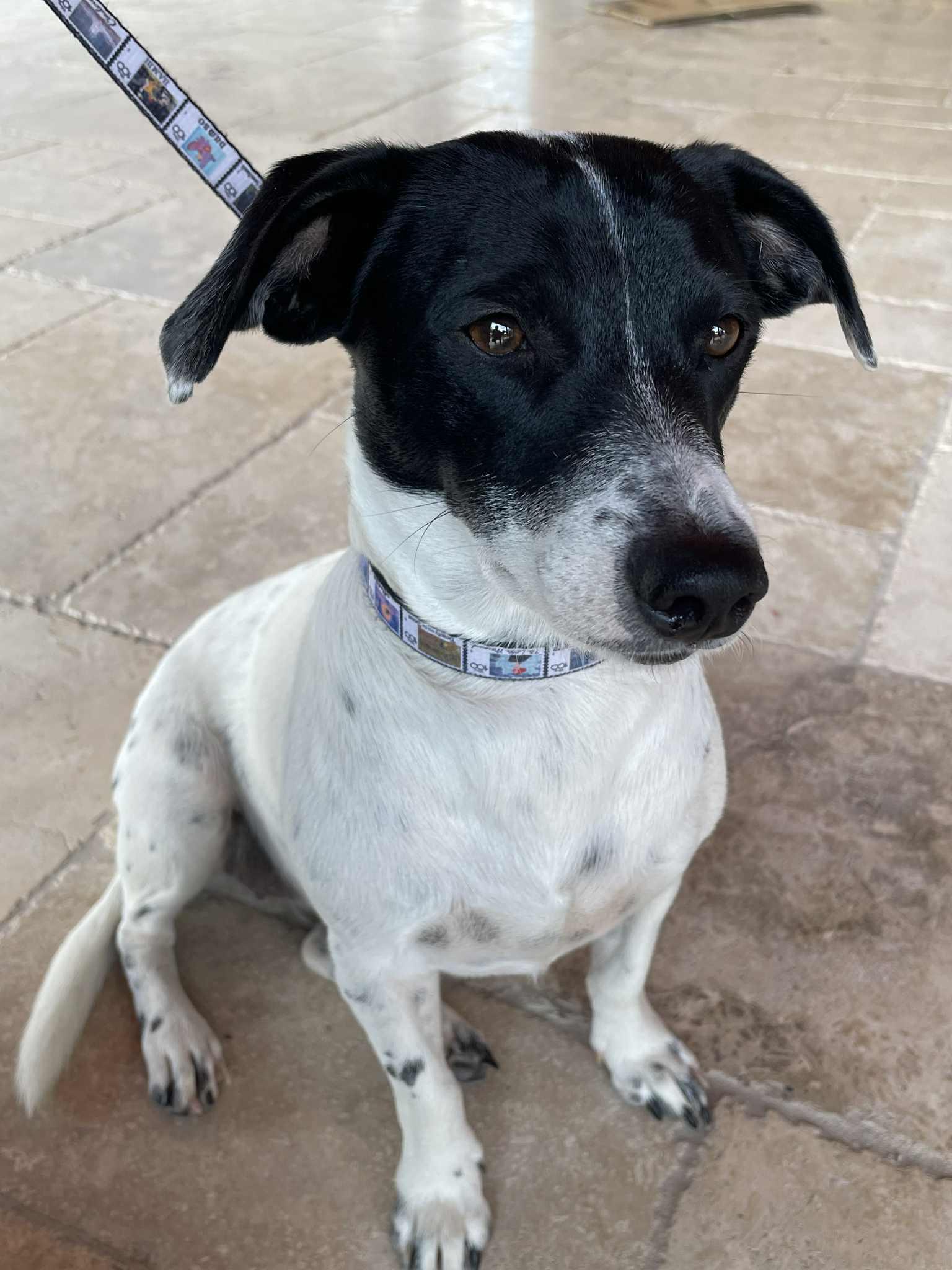 Coco Rosie thumbnail 6