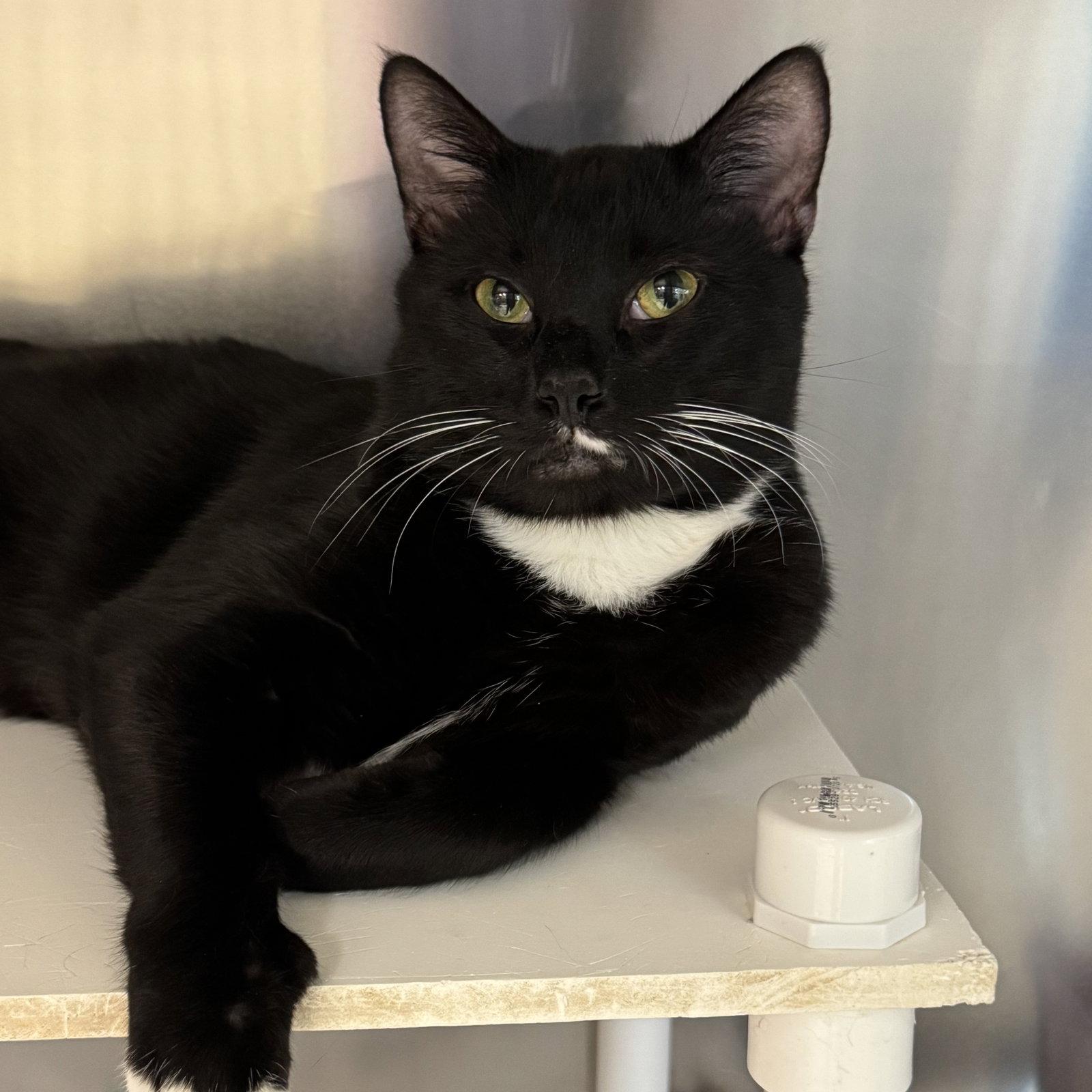 Cupcake, Adoptable, Young Male Domestic Short Hair & Tuxedo.