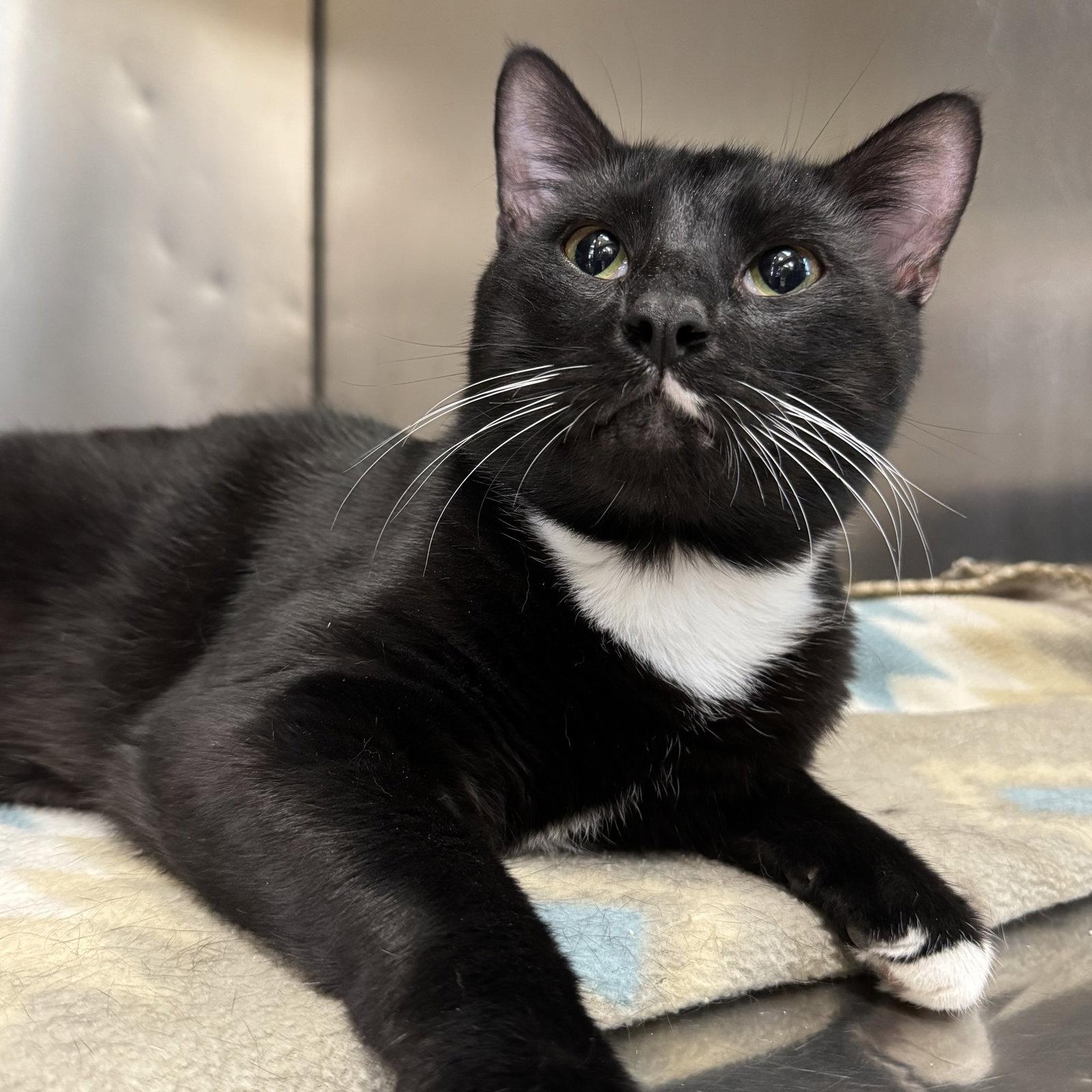 Cupcake, a Adoptable mixed breed in Winchendon, MA image 2/3
