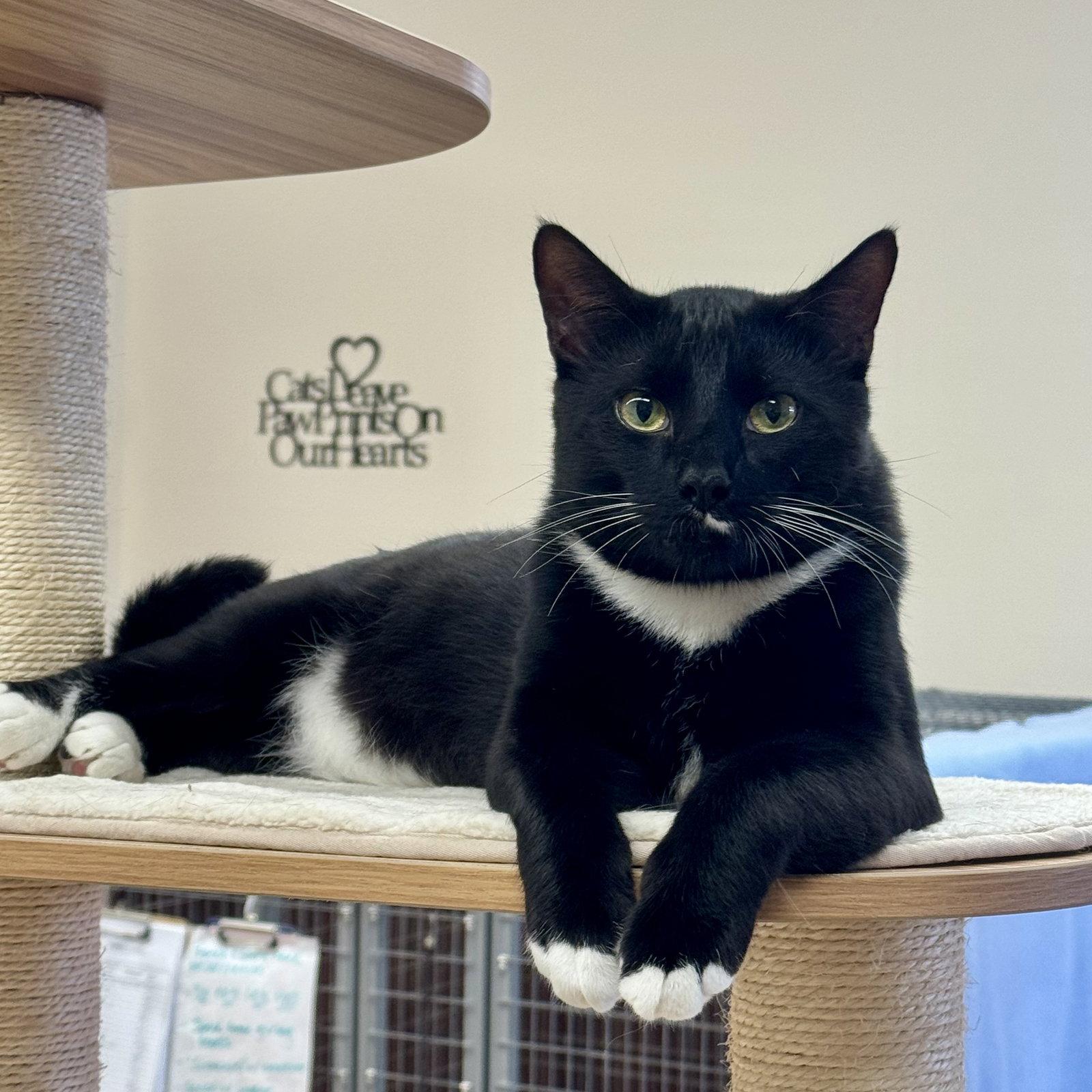 Enlarge Cupcake, a Adoptable mixed breed in Winchendon, MA image 2/3